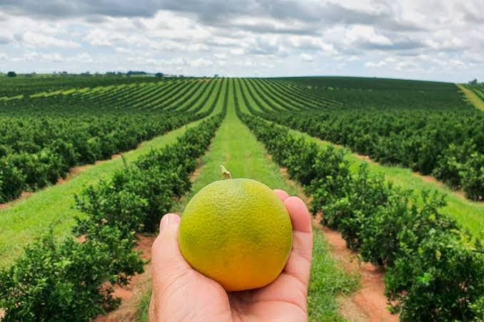 1000168397 Safra de Citros em SP 10% Mais Empregos e um Futuro Promissor para o Agro