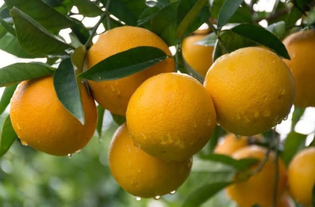 Safra de Citros em SP 10% Mais Empregos e um Futuro Promissor para o Agro